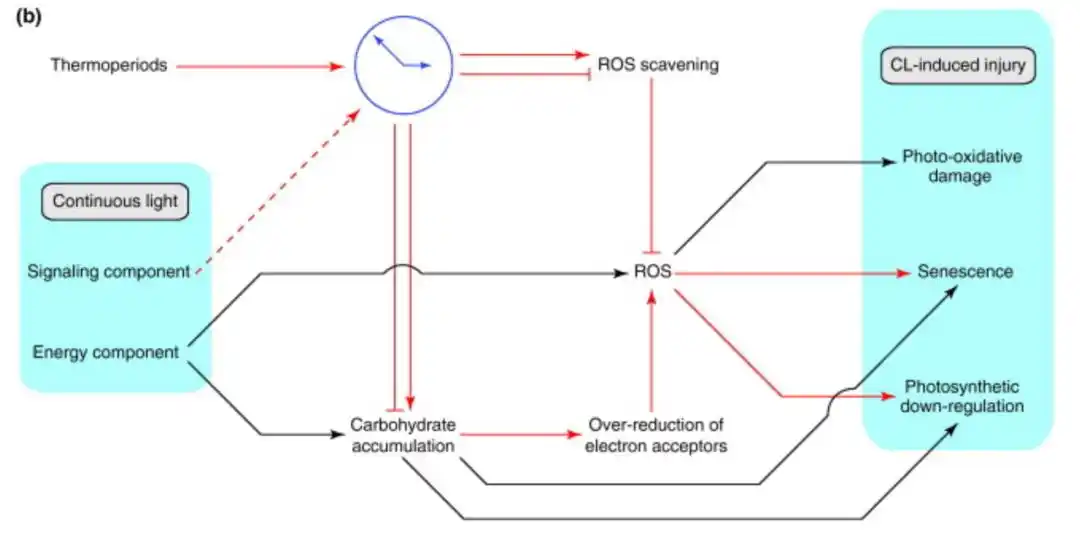 眉毛睫毛生长差异_为什么眉毛生长周期是_头发生长速度
