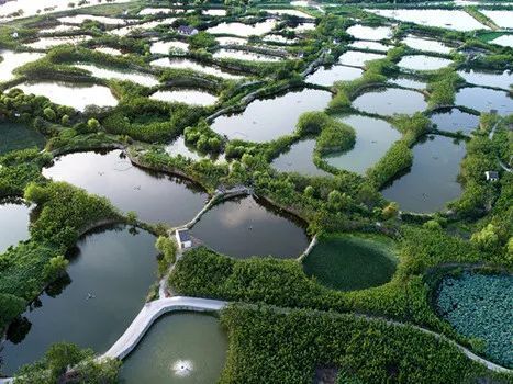 蔗田生态系统_桑基鱼塘 人工生态循环系统 稻鱼共生系统