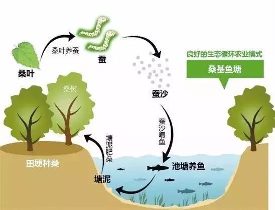 蔗田生态系统_桑基鱼塘 人工生态循环系统 稻鱼共生系统
