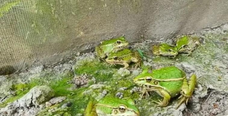 蔗田生态系统_桑基鱼塘 人工生态循环系统 稻鱼共生系统