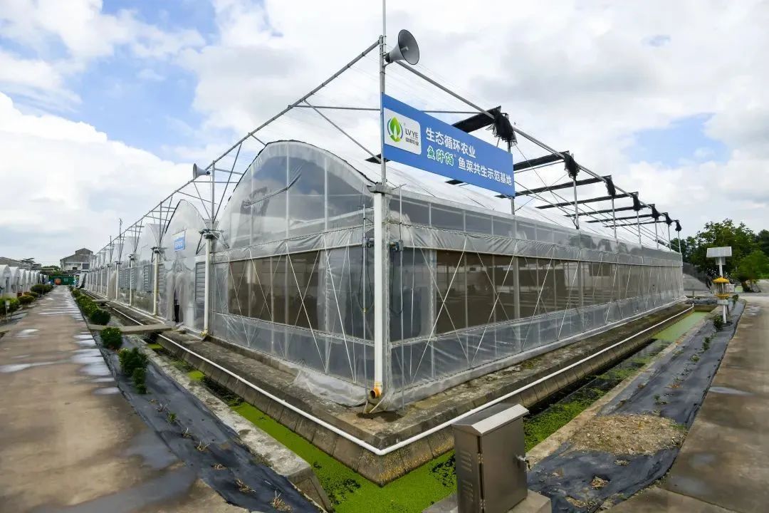 蔗田生态系统_桑基鱼塘 人工生态循环系统 稻鱼共生系统