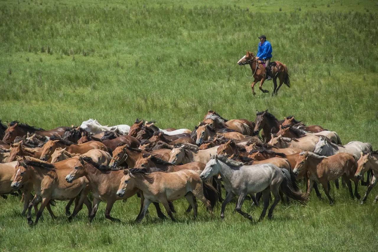 杭盖乐队 蒙古文化_逃离北上广_杭盖乐队