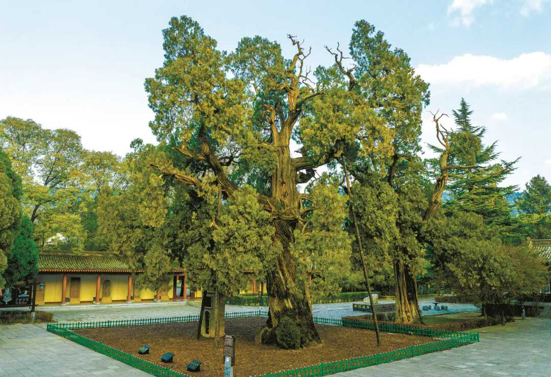黄帝手植柏介绍_陕西木有啥_陕西古树名木保护