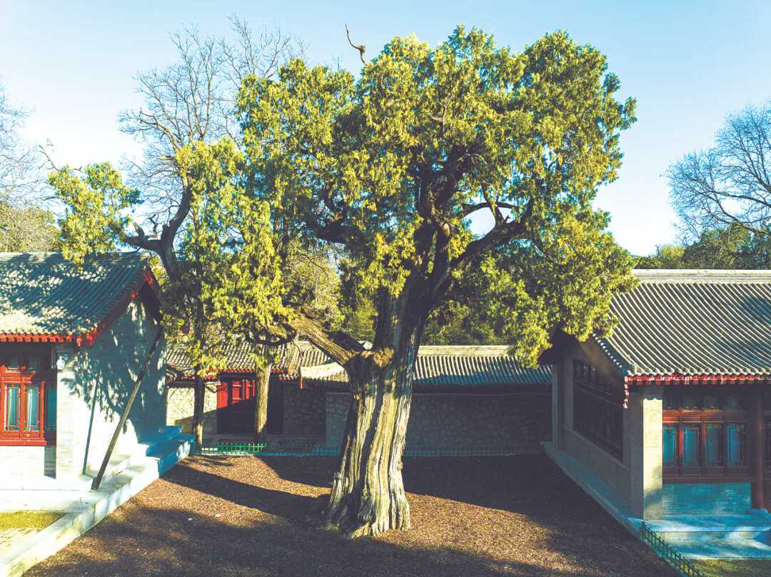 陕西古树名木保护_黄帝手植柏介绍_陕西木有啥