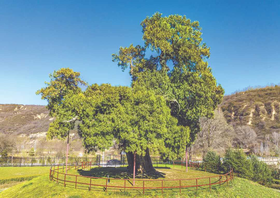 黄帝手植柏介绍_陕西古树名木保护_陕西木有啥