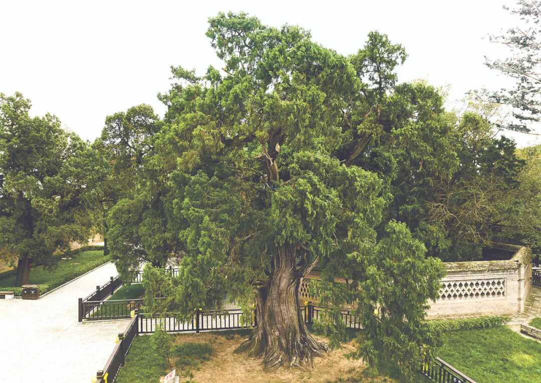 陕西木有啥_黄帝手植柏介绍_陕西古树名木保护