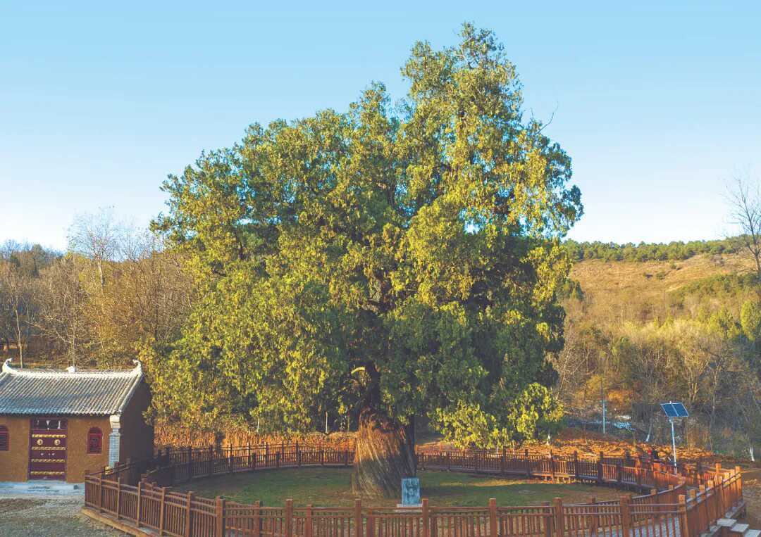 陕西木有啥_陕西古树名木保护_黄帝手植柏介绍