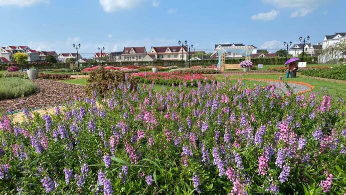 上海十一旅游攻略_上海乡村旅游特色线路_上海市郊休闲农业旅游线路