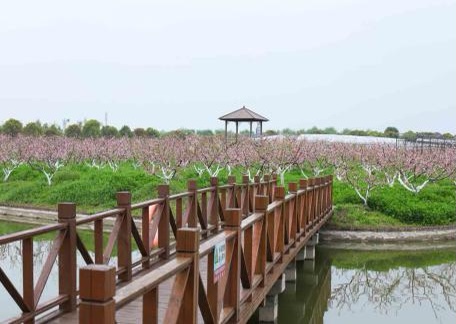 上海十一旅游攻略_上海乡村旅游特色线路_上海市郊休闲农业旅游线路