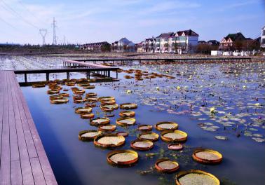 上海乡村旅游特色线路_上海市郊休闲农业旅游线路_上海十一旅游攻略