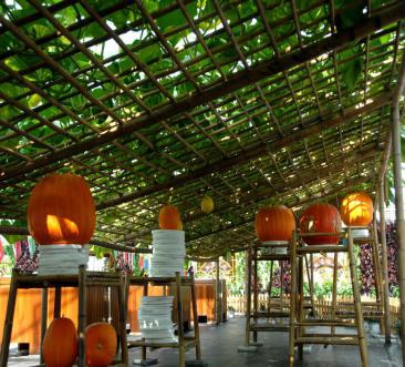 上海市郊休闲农业旅游线路_上海乡村旅游特色线路_上海十一旅游攻略