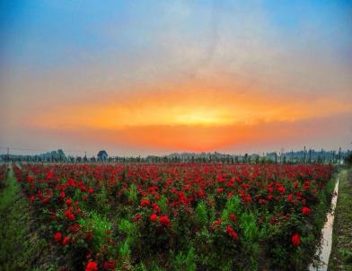 上海市郊休闲农业旅游线路_上海乡村旅游特色线路_上海十一旅游攻略