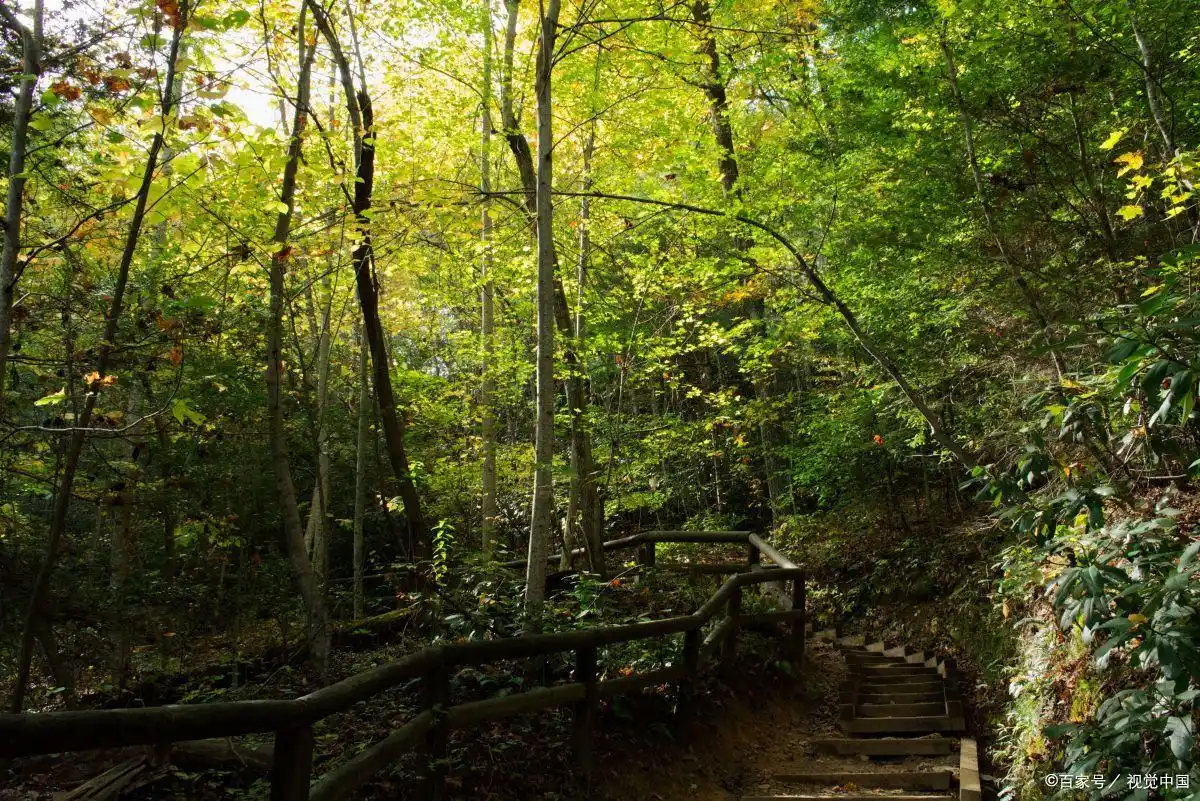 镇安一日游攻略_镇安塔云山住宿_金台山文化旅游区木王国家森林公园