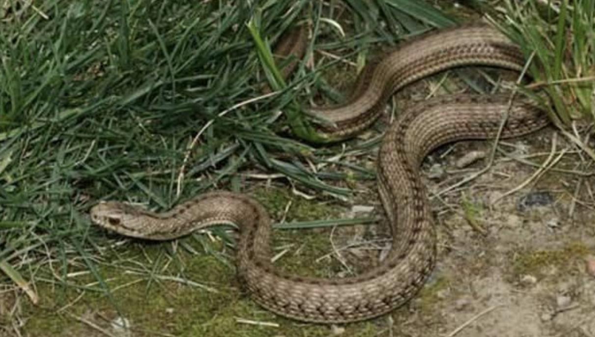 蛇咬伤应急处理方法_孩子爸爸发现孩子被蛇咬伤_蛇吃小孩图片