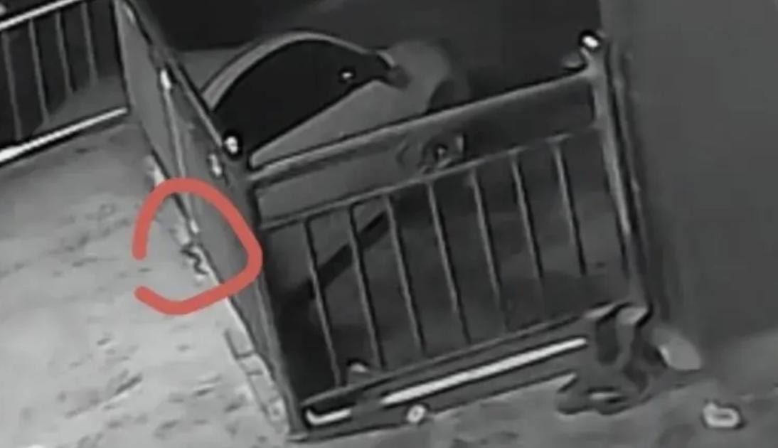 蛇吃小孩图片_蛇咬伤应急处理方法_孩子爸爸发现孩子被蛇咬伤