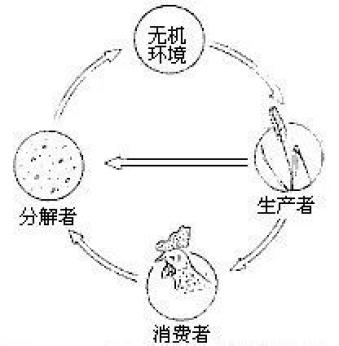 小学五年级食物网探究_生态系统的信息传递 教学设计_生态系统食物链教学活动