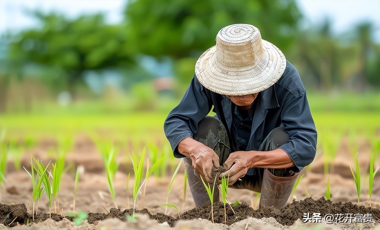 72岁农民养老金_2026年农村养老保险_公粮贡献工业化