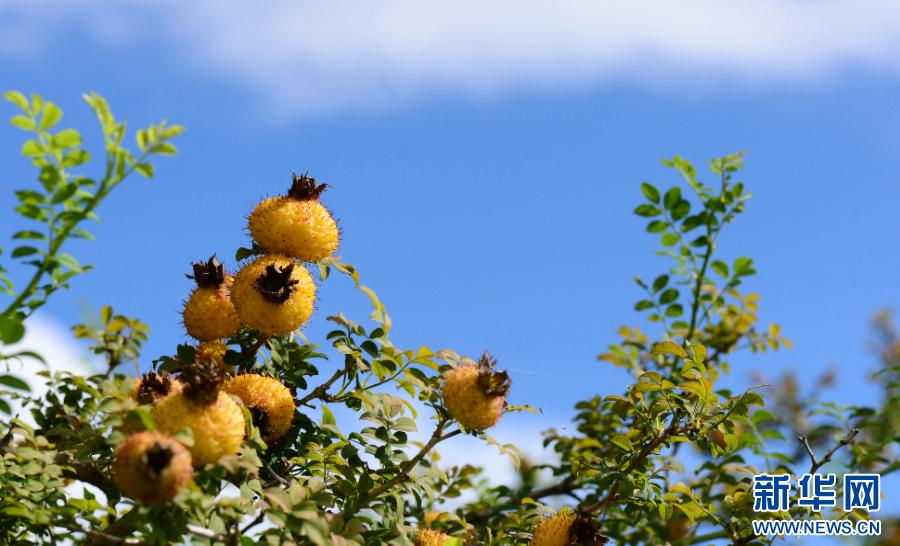 刺梨石漠化治理_贵阳生态文明论坛2026_刺梨产业绿色生产力