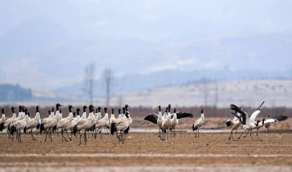 贵阳生态文明论坛2026_贵州生态文明制度体系建设_贵州生态环境保护改革举措