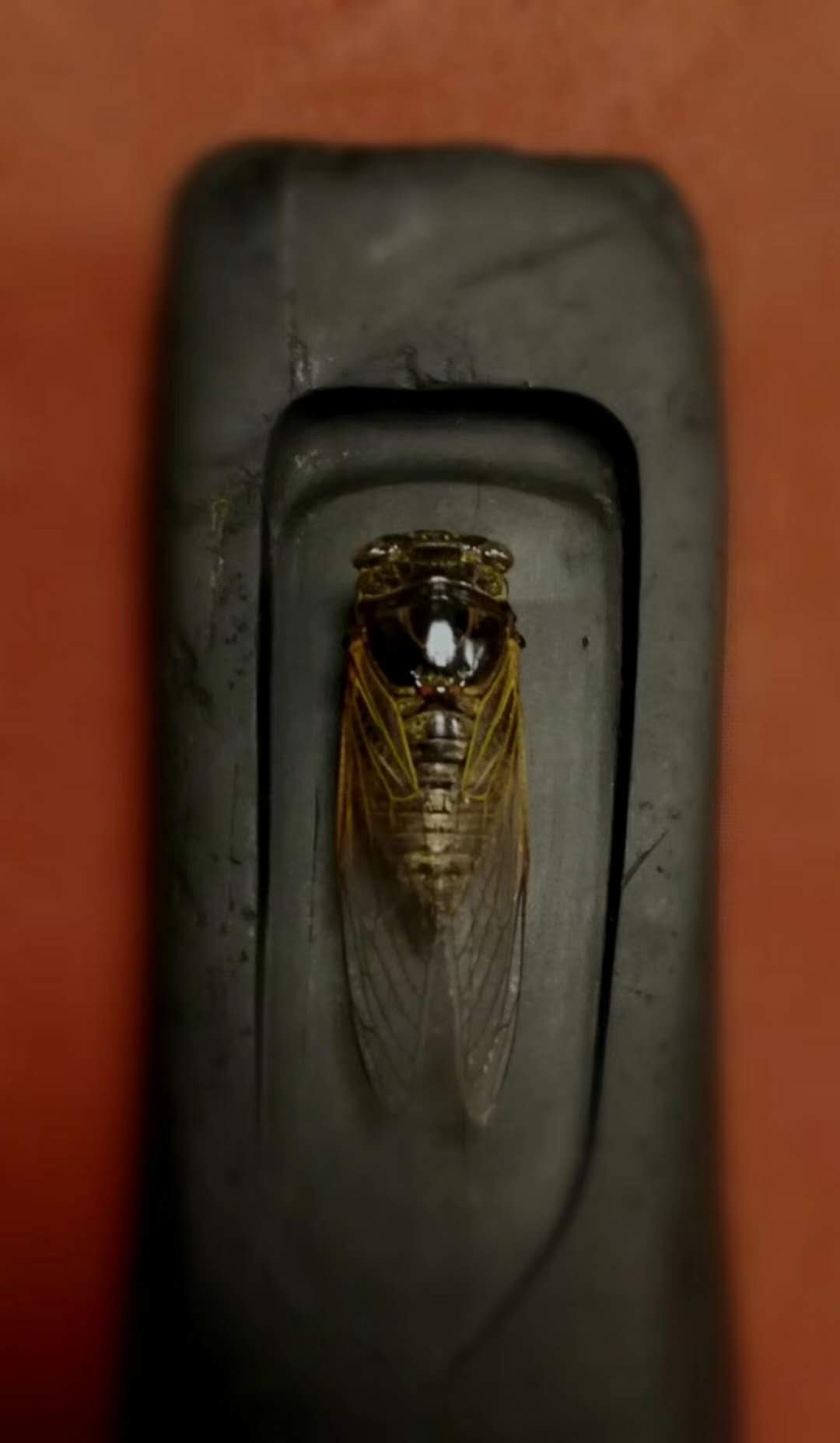 端砚的产地是哪里?_宋砚制作工艺_宋砚收藏家戴云江