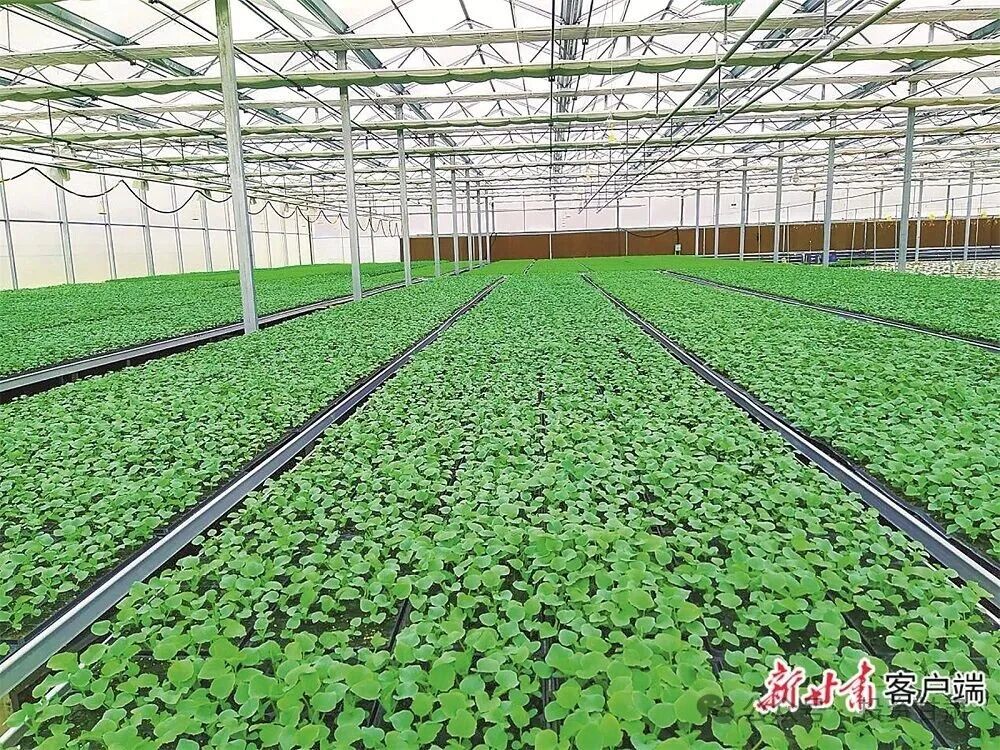 崆峒山生态旅游示范区2026棚改_平凉市2025年经济社会发展情况_平凉市产业转型升级与招商引资策略