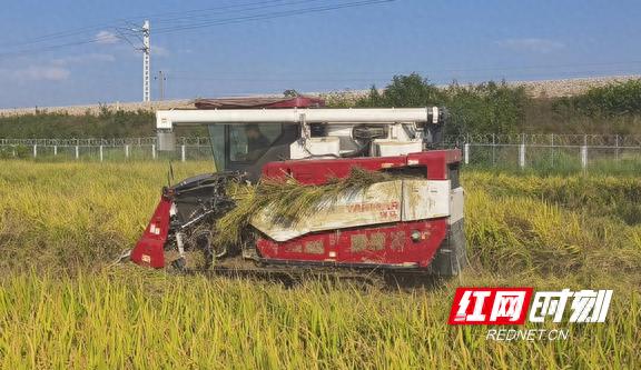 自动捡拾秸秆打包机_半喂入式水稻收割机 秸秆粉碎还田 秸秆打捆离田