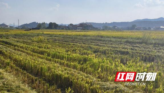 自动捡拾秸秆打包机_半喂入式水稻收割机 秸秆粉碎还田 秸秆打捆离田