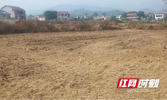 半喂入式水稻收割机 秸秆粉碎还田 秸秆打捆离田_自动捡拾秸秆打包机