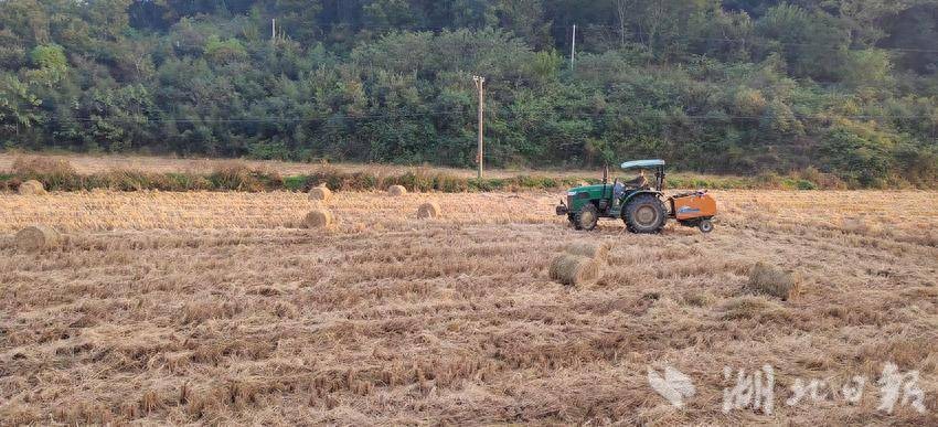 大悟阳平镇秸秆打捆饲料_阳平村养殖户秸秆饲料解决_自动捡拾秸秆打包机