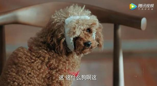 恋爱先生 程洪斗 倪大红_靳东为什么要说你大爷