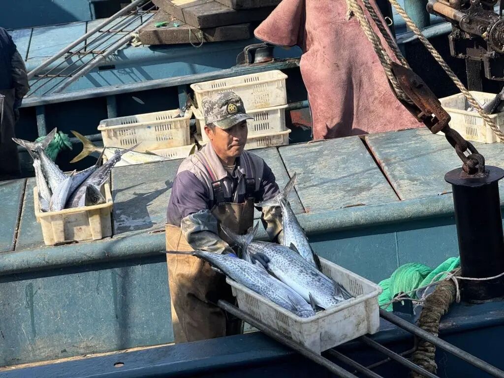 青岛伏季休渔期 积米崖码头 海鲜交易_海中洲海鲜城 渔社