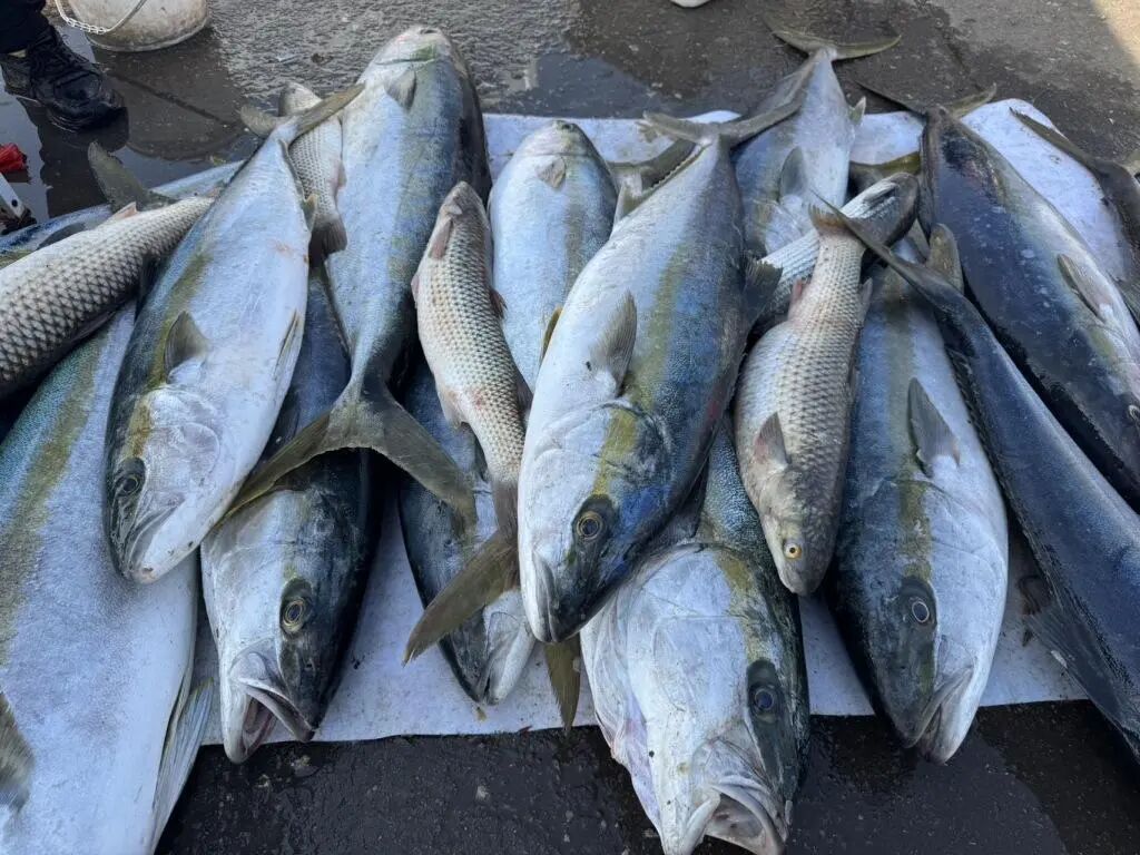 海中洲海鲜城 渔社_青岛伏季休渔期 积米崖码头 海鲜交易