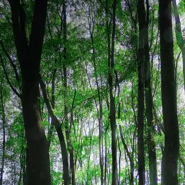 达州十大景点合集_铁山国家森林公园推荐_达州旅游必去景点推荐