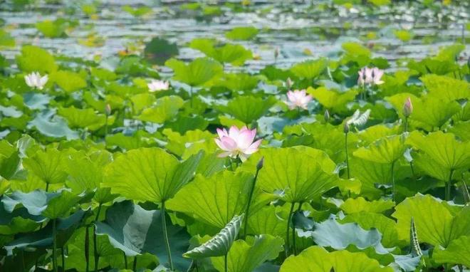 苏州阳澄湖生态楼盘_苏州太湖生态宜居_相城区阳澄湖生态休闲旅游度假区