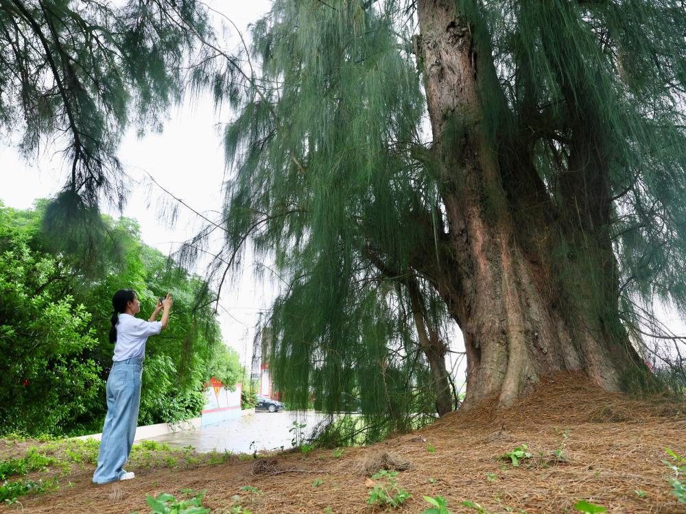十六大报告生态文明_谷文昌精神 久久为功 生态文明建设