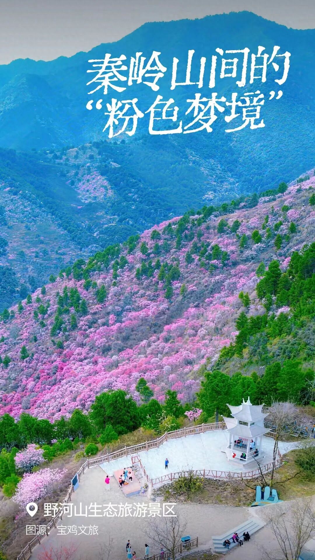 秦岭秘境粉色花海_蓝田生态旅游风景区_秦岭山野桃红柳绿