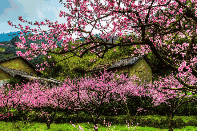 蓝田生态旅游风景区_秦岭秘境粉色花海_秦岭山野桃红柳绿