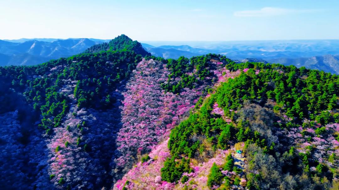 秦岭山野桃红柳绿_秦岭秘境粉色花海_蓝田生态旅游风景区