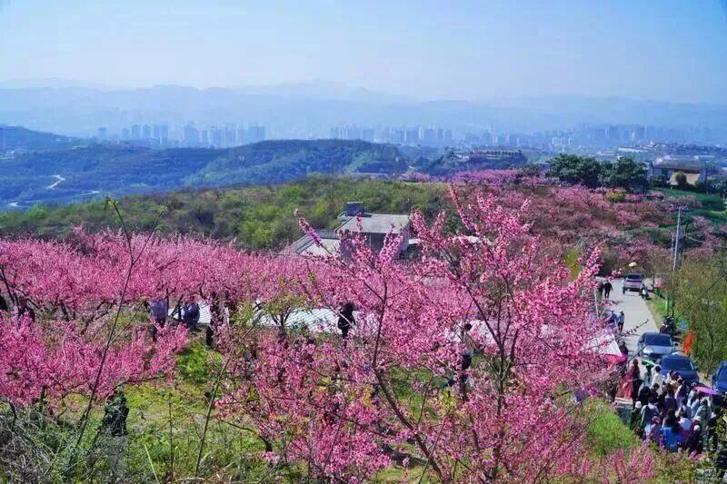 秦岭秘境粉色花海_秦岭山野桃红柳绿_蓝田生态旅游风景区