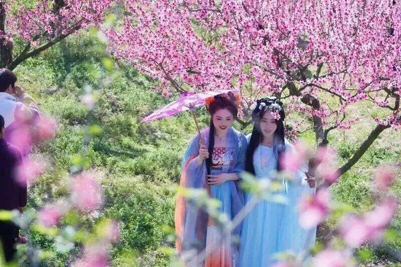 蓝田生态旅游风景区_秦岭秘境粉色花海_秦岭山野桃红柳绿