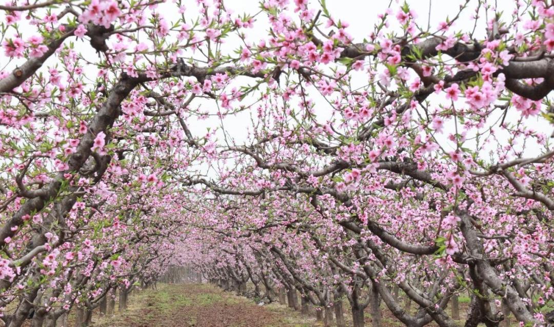 秦岭秘境粉色花海_蓝田生态旅游风景区_秦岭山野桃红柳绿