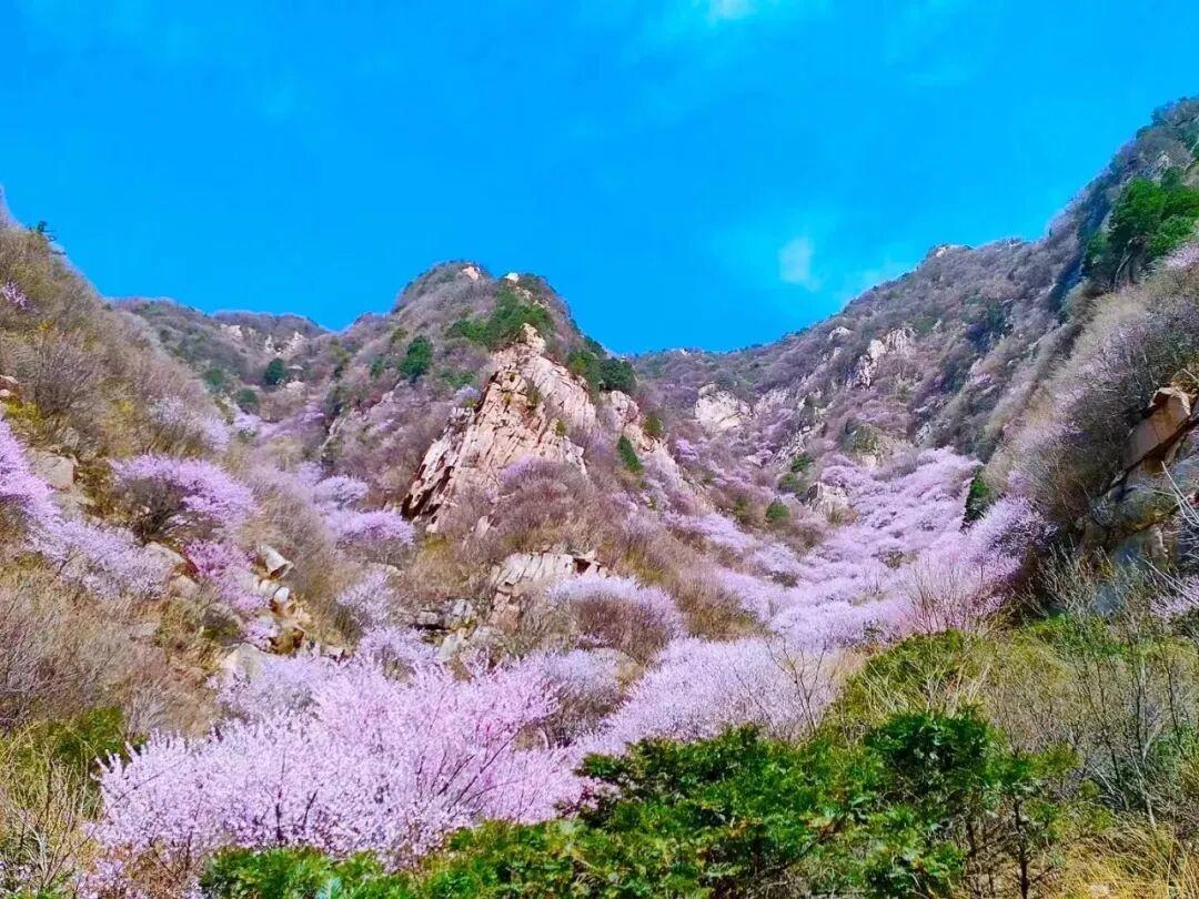 秦岭山野桃红柳绿_蓝田生态旅游风景区_秦岭秘境粉色花海