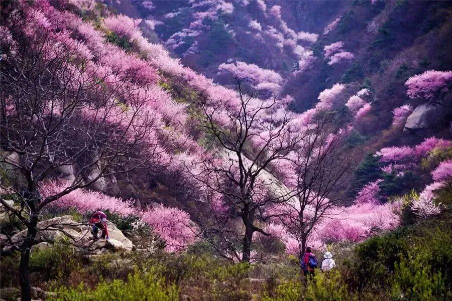 蓝田生态旅游风景区_秦岭山野桃红柳绿_秦岭秘境粉色花海