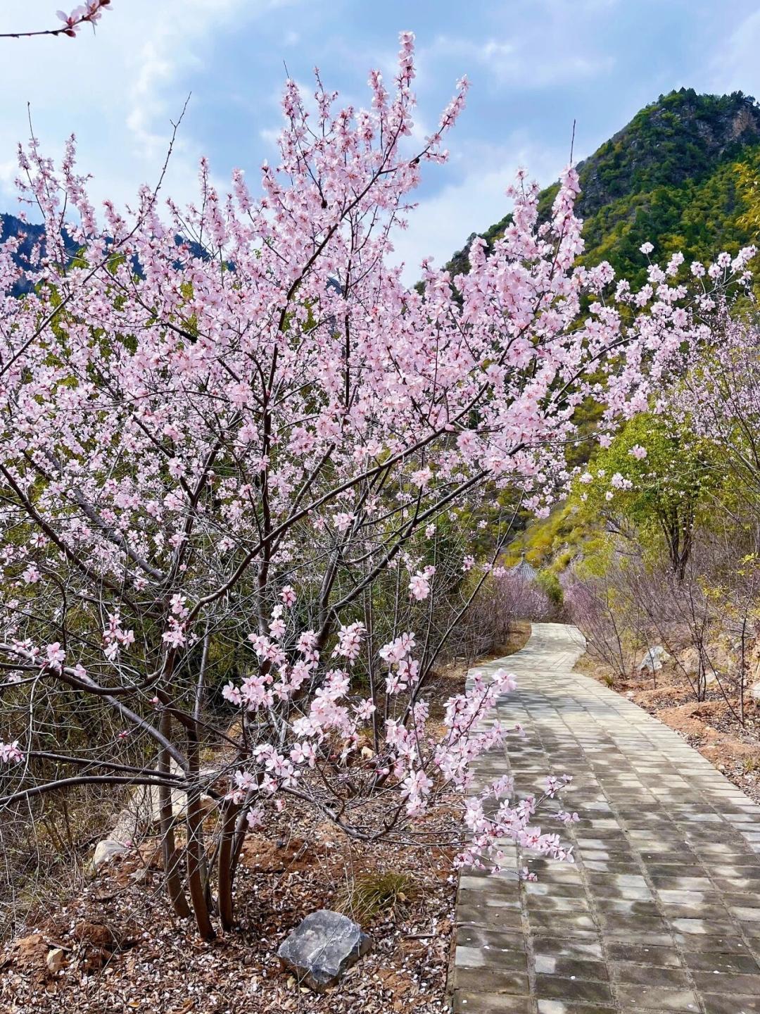 秦岭秘境粉色花海_秦岭山野桃红柳绿_蓝田生态旅游风景区