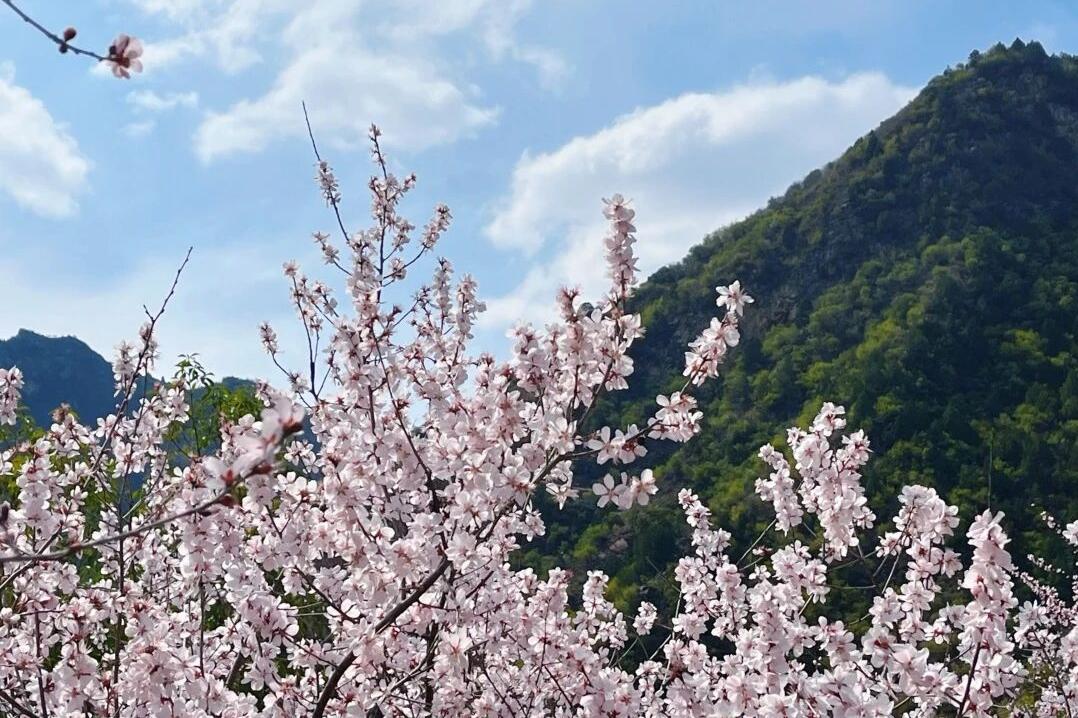 蓝田生态旅游风景区_秦岭秘境粉色花海_秦岭山野桃红柳绿