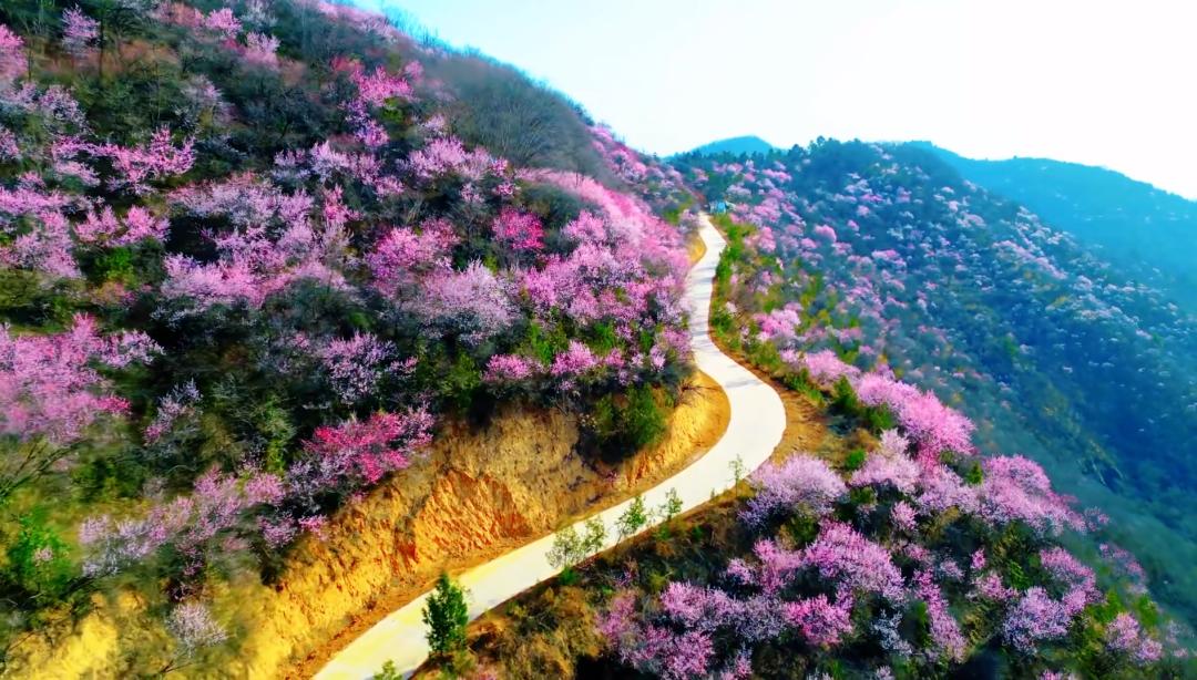 蓝田生态旅游风景区_秦岭山野桃红柳绿_秦岭秘境粉色花海