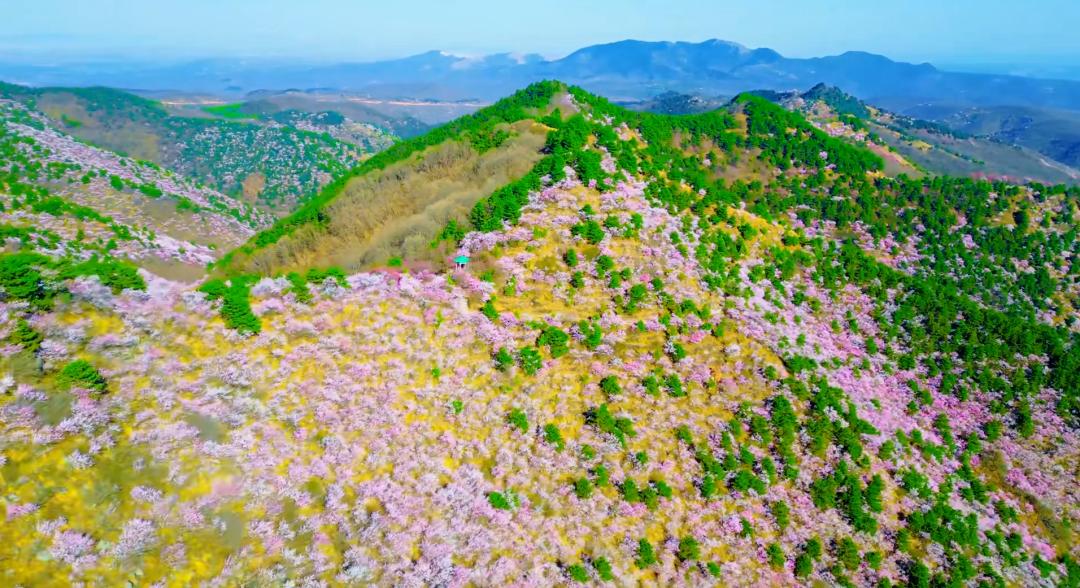 蓝田生态旅游风景区_秦岭秘境粉色花海_秦岭山野桃红柳绿
