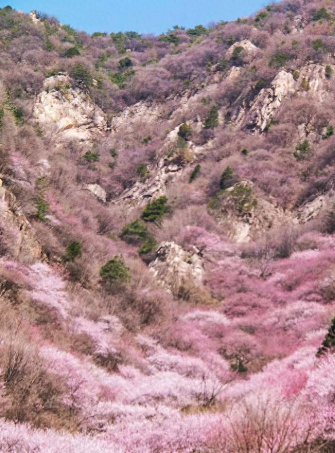 三凤山野桃花_蓝田生态旅游风景区_西安周边最美桃花沟