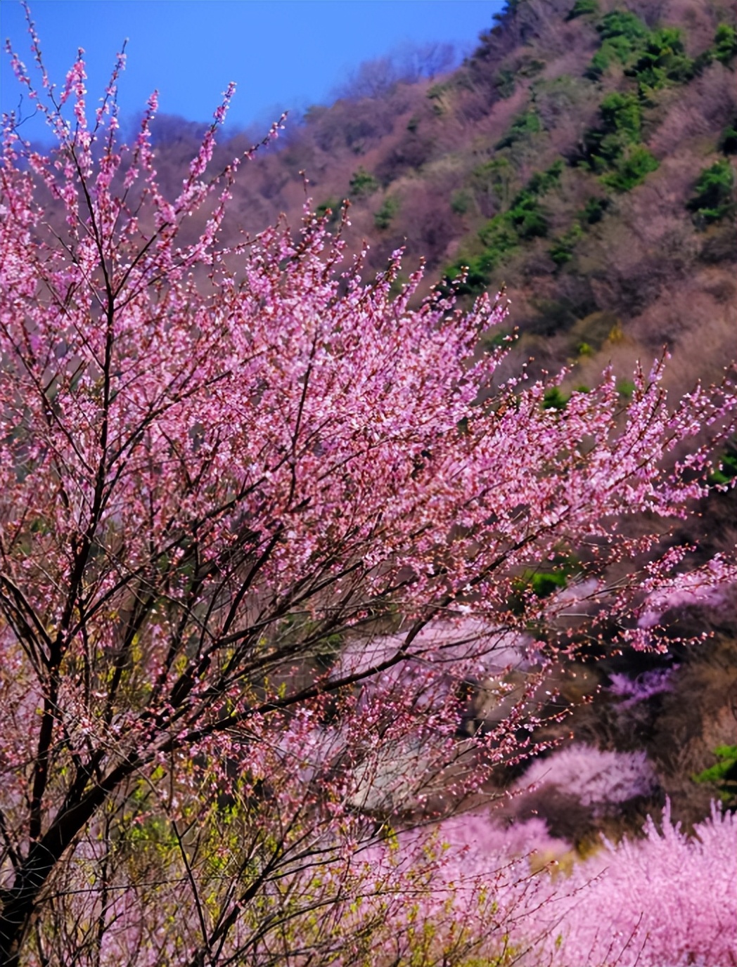 西安周边最美桃花沟_三凤山野桃花_蓝田生态旅游风景区