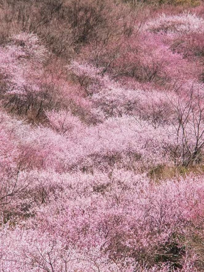西安周边最美桃花沟_三凤山野桃花_蓝田生态旅游风景区